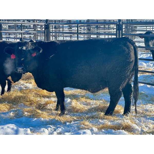 Resch Ranch - 3 Young to Middle-Aged Cows (Pen 441)