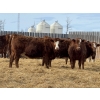 Image 6 : Jordan Livestock - 28 Red/RBF Simm-Angus Replacement Heifers (Rimbey, AB)