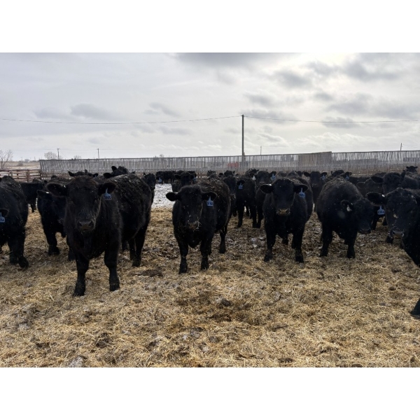 9 Bar Ranch - 850# February Delivery Steers - 140 Head (Taber, AB) VBP+