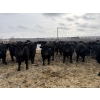 Image 1 : 9 Bar Ranch - 850# February Delivery Steers - 140 Head (Taber, AB) VBP+