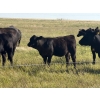 Image 13 : Hobman Livestock - 550# October Delivery Heifer Calves - 106 Head (Nokomis, SK)