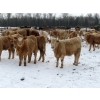Image 2 : Terry Sliworsky - 800# February Delivery Heifers - 80 Head (Meadow Portage, MB)