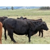 Image 8 : Kingsclere Ranch - 40 Angus X Pairs (Parsons, BC)