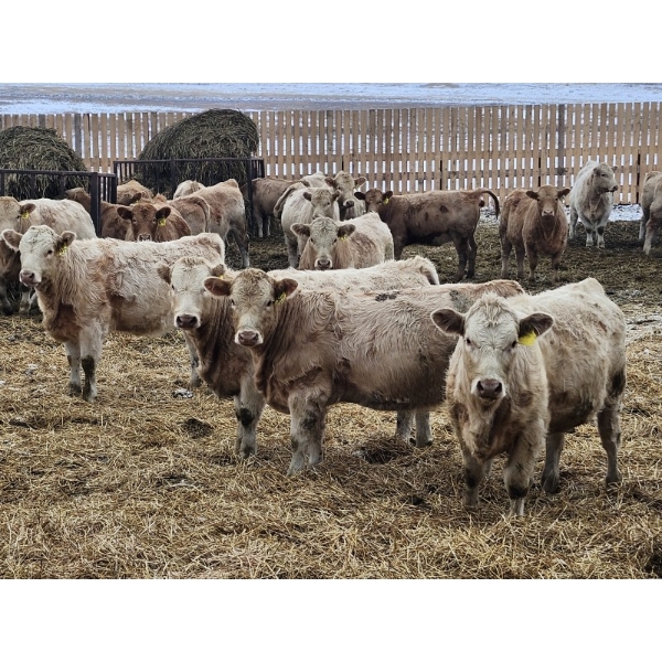 Patzer Ranch Ltd. - 690# December Delivery Weaned Heifers - 90 Head (Waldeck, SK) VBP+