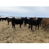 Image 15 : Vee Tee Feeders - 930# May Delivery Steers - 260 Head (Lloydminster, SK)