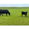 Image 9 : Jamieson Ranch - 550# November Delivery Steer Calves - 95 Head (Cabri, SK)
