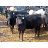 Image 11 : Marsh Ranches Ltd. - 875# October Delivery Grass Heifers - 70 Head (Southey, SK) VBP+
