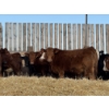 Image 3 : Hopper Farms/Jace Poffenroth - 900# February Delivery Steers - 68 Head (Eckville, AB)
