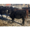 Image 5 : Rock Creek Cattle Co. Ltd. - 530# December Delivery Weaned Heifers - 38 Head (Nanton, AB) VBP+