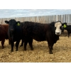 Image 7 : Van Hall Cattle Co. - 1000# April Delivery Steers - 180 Head (Scandia, AB)
