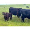 Image 11 : Jamieson Ranch - 550# November Delivery Steer Calves - 95 Head (Cabri, SK)