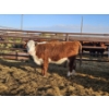 Image 3 : L-Craft Farms - 5 Hereford Heifers (Pen 425)