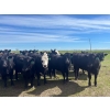 Image 4 : Jay Be Acres Ltd. - 950# July Delivery Grass Heifers - 62 Head (Deloraine, MB)