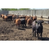 Image 6 : South Island Farms - 980# June/July Delivery Heifers - 100 Head (Bow Island, AB)