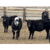 Image 2 : South Ridge Simmentals - 625# May Delivery Heifers - 95 Head (Monarch, AB)