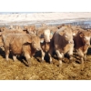 Image 6 : Forbes Bros. Ranching - 870# March Delivery Steers - 340 Head (Senlac, SK)