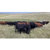 Image 8 : McDougald Ranch Ltd. - 790# September Delivery Grass Heifers - 100 Head (Maple Creek, SK)