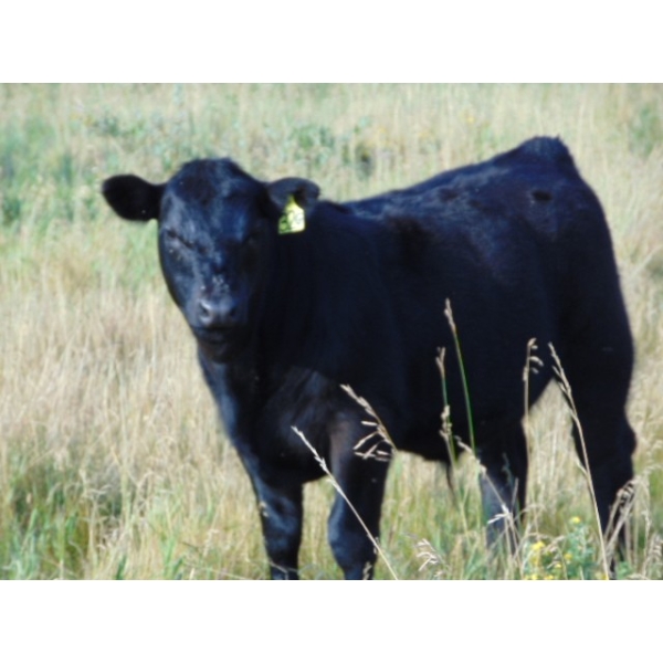 Running M Farms - 550# November Steer Calves - 50 Head (Airdrie, AB)
