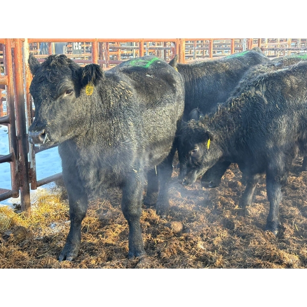 Calberta Farms - 5 Heifers (Pen 403)