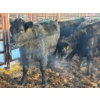 Image 1 : Calberta Farms - 5 Heifers (Pen 403)