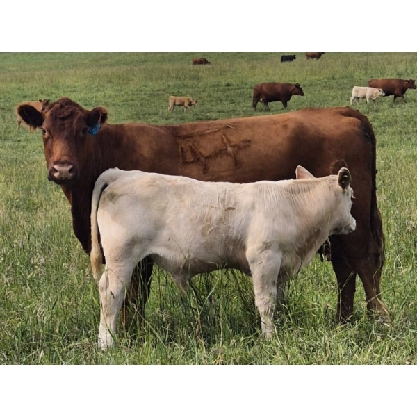 Thompson Colony - 625# October Delivery Steer Calves - 100 Head (Fort Macleod, AB)