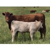Image 1 : Thompson Colony - 525# October Delivery Steer Calves - 50 Head (Fort Macleod, AB)
