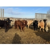 Image 3 : VJS Ag Corp. - 710# March/April Delivery Heifers - 80 Head (Vanscoy, SK) VBP+