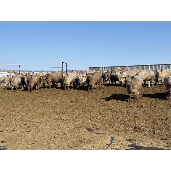 6U Cattle Company - 980# April Delivery Steers - 65 Head (Manning, AB) VBP+