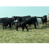 Image 4 : Cluny Colony - 640# October Delivery Steer Calves - 70 Head (Cluny, AB)