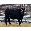 Image 2 : DP Cattle Co. - 2 Black Brockle Heifers (Pen 402)