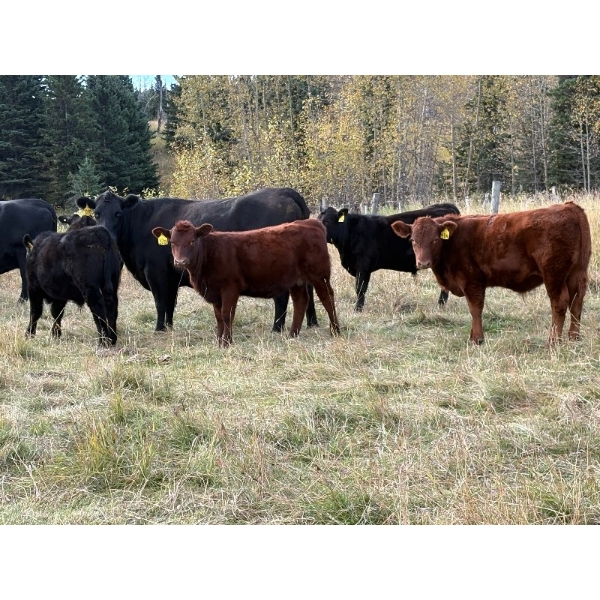 Mt. Sentinel Ranch Ltd. - 550# October Delivery Steer Calves - 140 Head (Longview, AB)