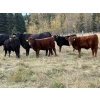 Image 1 : Mt. Sentinel Ranch Ltd. - 550# October Delivery Steer Calves - 140 Head (Longview, AB)