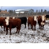 Image 2 : Merrick Campbell - 24 RWF/BWF Bred Heifers (Calahoo, AB)