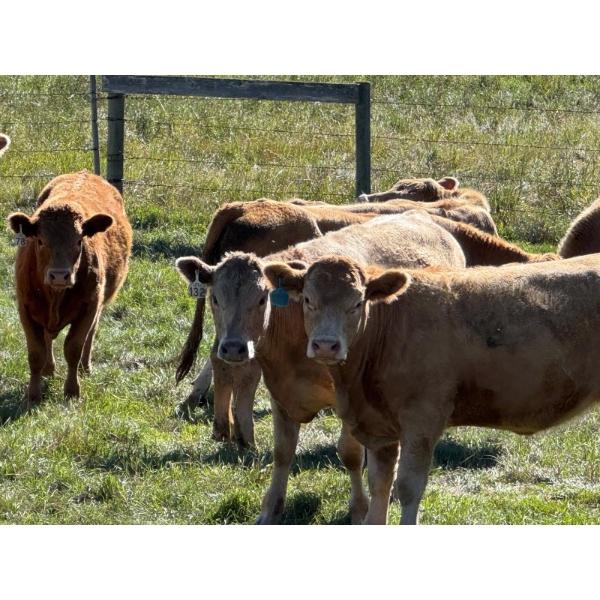 Bear Spring Ranch - 850# September Delivery Grass Heifers - 64 Head (Airdrie, AB)