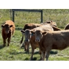 Image 1 : Bear Spring Ranch - 850# September Delivery Grass Heifers - 64 Head (Airdrie, AB)