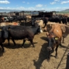 Image 1 : Idaho Dairies/Ranches - 78 Cows (Burley, ID)