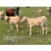 Image 3 : John Bland - 640# October Delivery Steer Calves - 60 Head (Strathmore, AB)