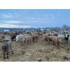 Image 8 : Box Anchor Farms - 930# March Delivery Heifers - 195 Head (Dewberry, AB)