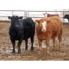 Image 6 : Hebert Livestock Ventures - 665# March Delivery Heifers - 120 Head (Wawota, SK) VBP+