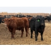 Image 4 : Justin Tateson - 925# March Delivery Steers - 70 Head (Scandia, AB)