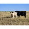 Image 2 : Farming Valley Ranch (Ben Tateson) - 590# November Delivery Steer Calves - 100 Head (Cereal, AB)