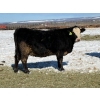 Image 2 : Cunningham Cattle Co. - 9 BBF Angus X Bred Heifers (Sundre, AB)