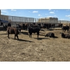 Image 3 : SVM Farms - 590# May Delivery Steers - 87 Head (Vauxhall, AB)