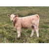 Image 8 : Holst Farms Ltd. - 570# October Delivery Heifer Calves - 30 Head (Hays, AB)