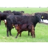 Image 6 : Knapp Farms - 550# October Delivery Steer Calves - 110 Head (Southey, SK)