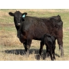 Image 14 : 9X Enterprises - 12 Black/BBF 1st Calf Pairs (Millicent, AB)