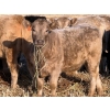 Image 4 : Copperfield Farming - 730# February Delivery Heifers - 120 Head (Vauxhall, AB)