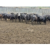 Image 4 : M.S. MacLean Livestock - 1400# Black/BBF Feeding Cows - 29 Head (Coaldale, AB)