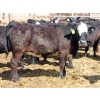 Image 6 : A&S Farms - 30 BBF Replacement Heifers (Coaldale, AB)