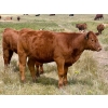 Image 11 : Wilson Grande Coulee Ranch - 600# Sept/Oct Delivery Heifer Calves - 30 Head (East Coulee, AB) VBP+